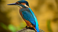ledňáček kingfisher